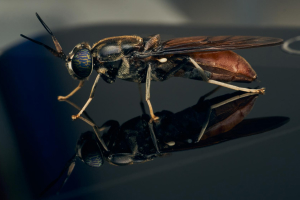 Как удалить насекомых с автомобиля: легкие и эффективные способы