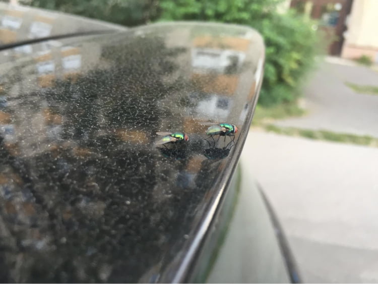 Что добавлять в омыватель авто чтобы смывать следы от жуков на стекле.jpg